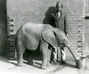Le jeune éléphant africain Kiberenge recevant une boisson de Darisha, zoo de Londres, septembre 1923